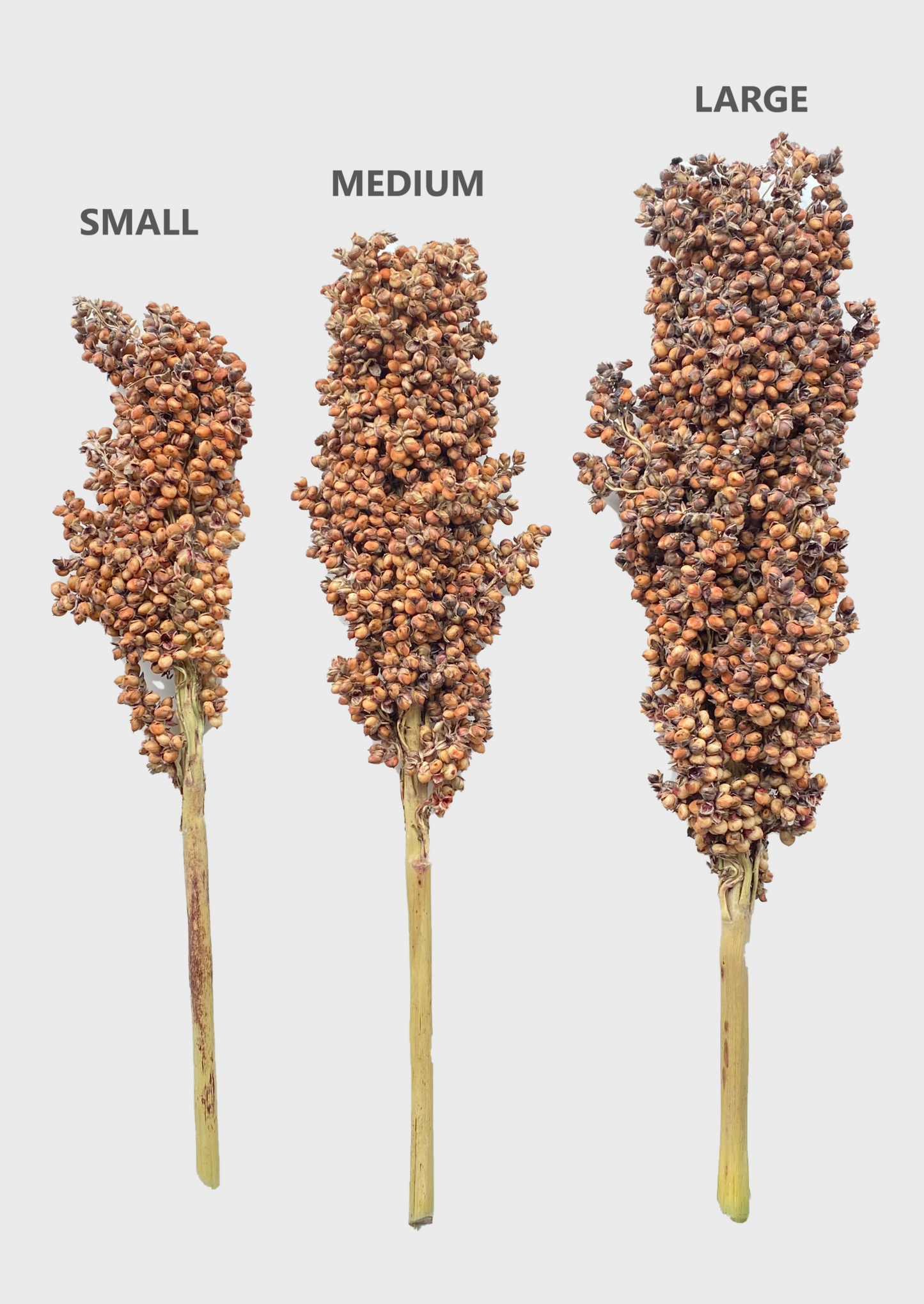 Bronze Sorghum Stem – nutritious, fiber-rich hamster spray; supports dental health and natural foraging, pesticide-free.