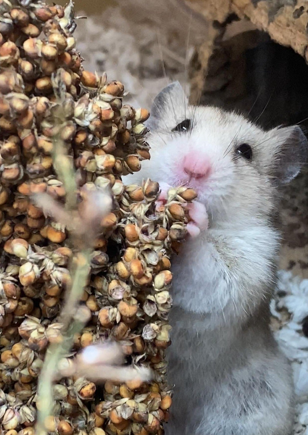 Bronze Sorghum Stem – nutritious, fiber-rich hamster spray; supports dental health and natural foraging, pesticide-free.