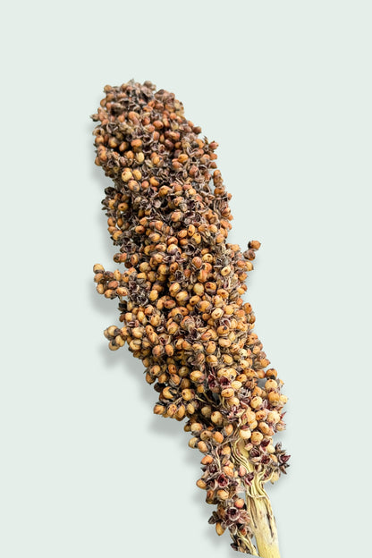 Bronze Sorghum Stem – Hamster sprays, supports dental health and natural foraging. Moony Paw