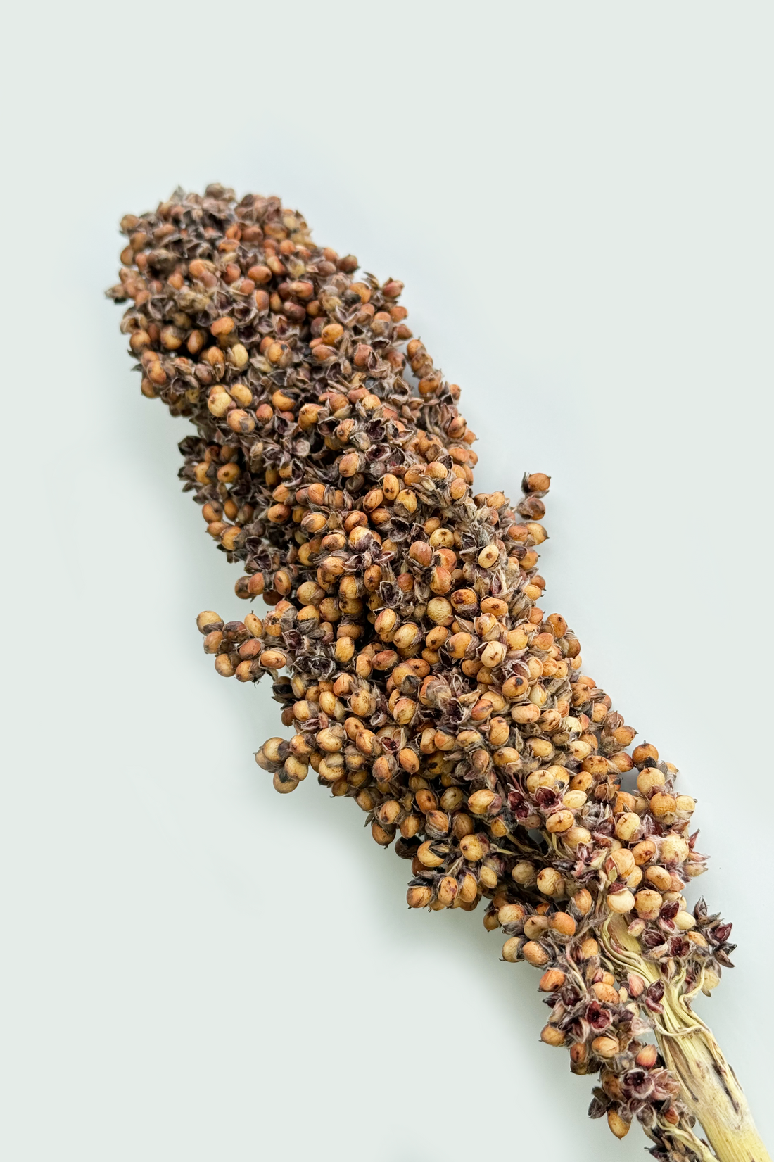 Bronze Sorghum Stem – Hamster sprays, supports dental health and natural foraging. Moony Paw