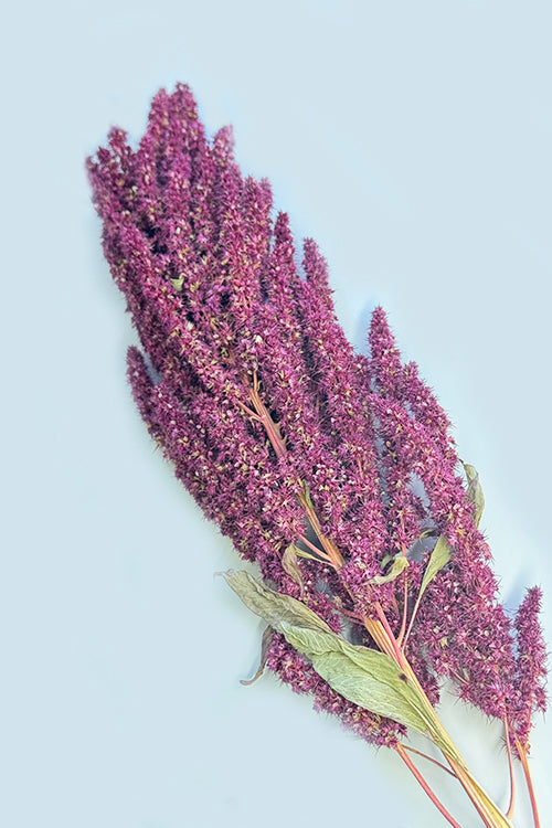 Organic Purple Dried Amaranth Sprays for hamsters, birds, gerbils, mice, and rats – Enriching foraging activity. Moony Paw