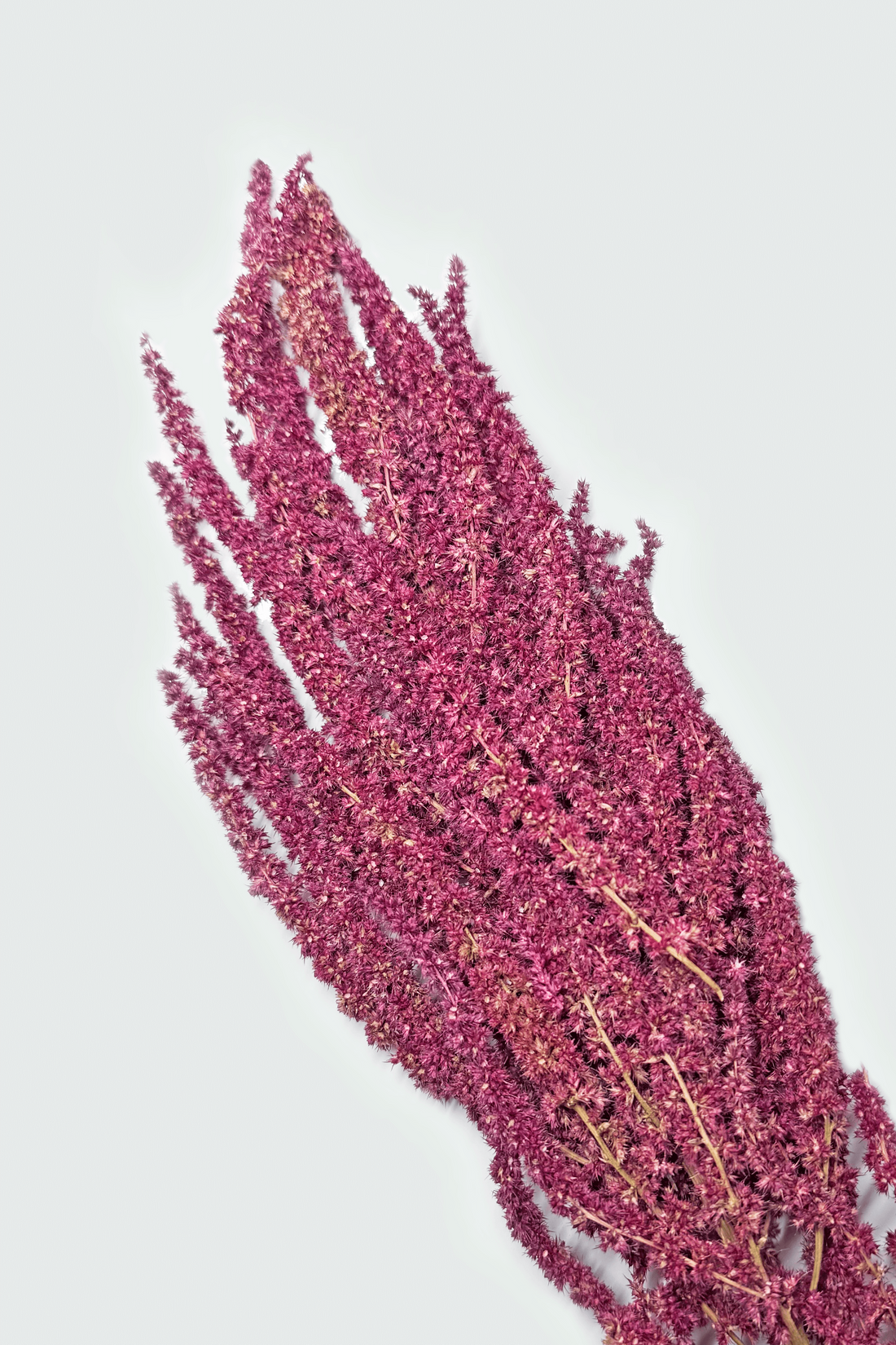 Organic Purple Dried Amaranth Sprays for hamsters, birds, gerbils, mice, and rats – Enriching foraging activity. Moony Paw