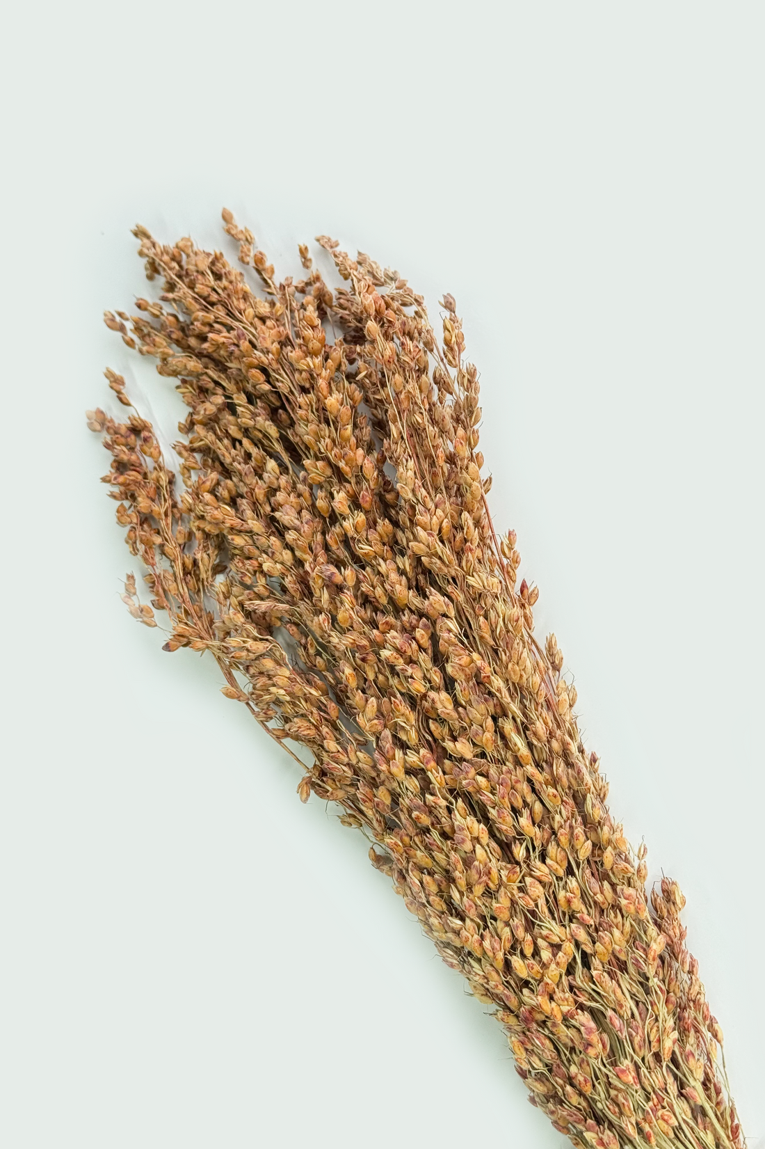 Moony Paw Broomcorn Organic Dried Sprays – nutritious forage for hamsters, gerbils, rats, and mice.