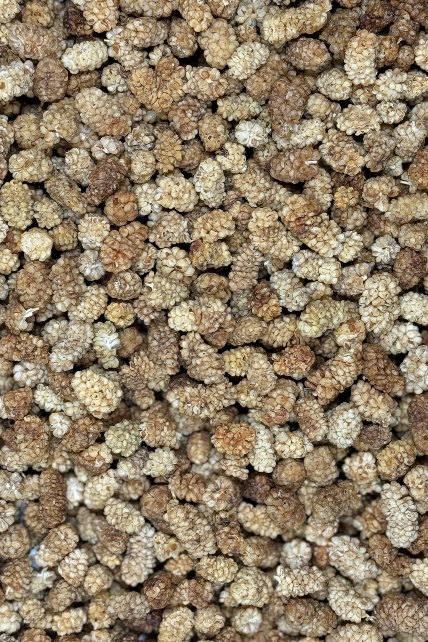 Moony Paw Organic Dried Mulberries – nutritious treat for hamsters, rats, mice, gerbils, guinea pigs, and rabbits.