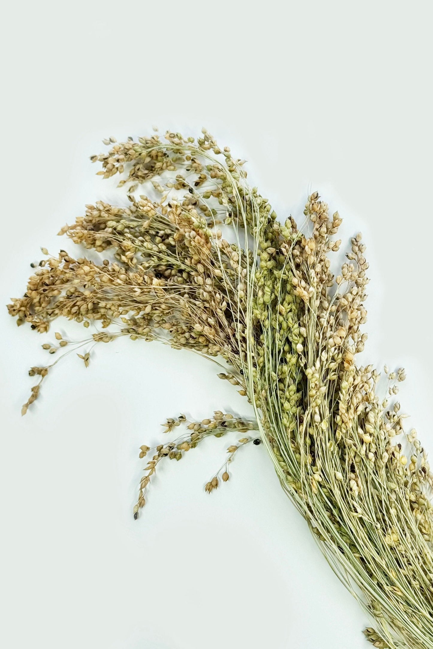 Moony Paw Panicum Miliaceum Millet Bunch – nutrient-rich forage for hamsters, mice, rats, and gerbils.