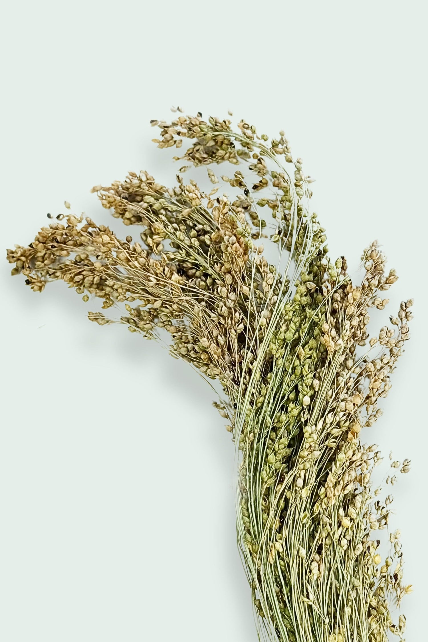 Moony Paw Panicum Miliaceum Millet Bunch – nutrient-rich forage for hamsters, mice, rats, and gerbils.