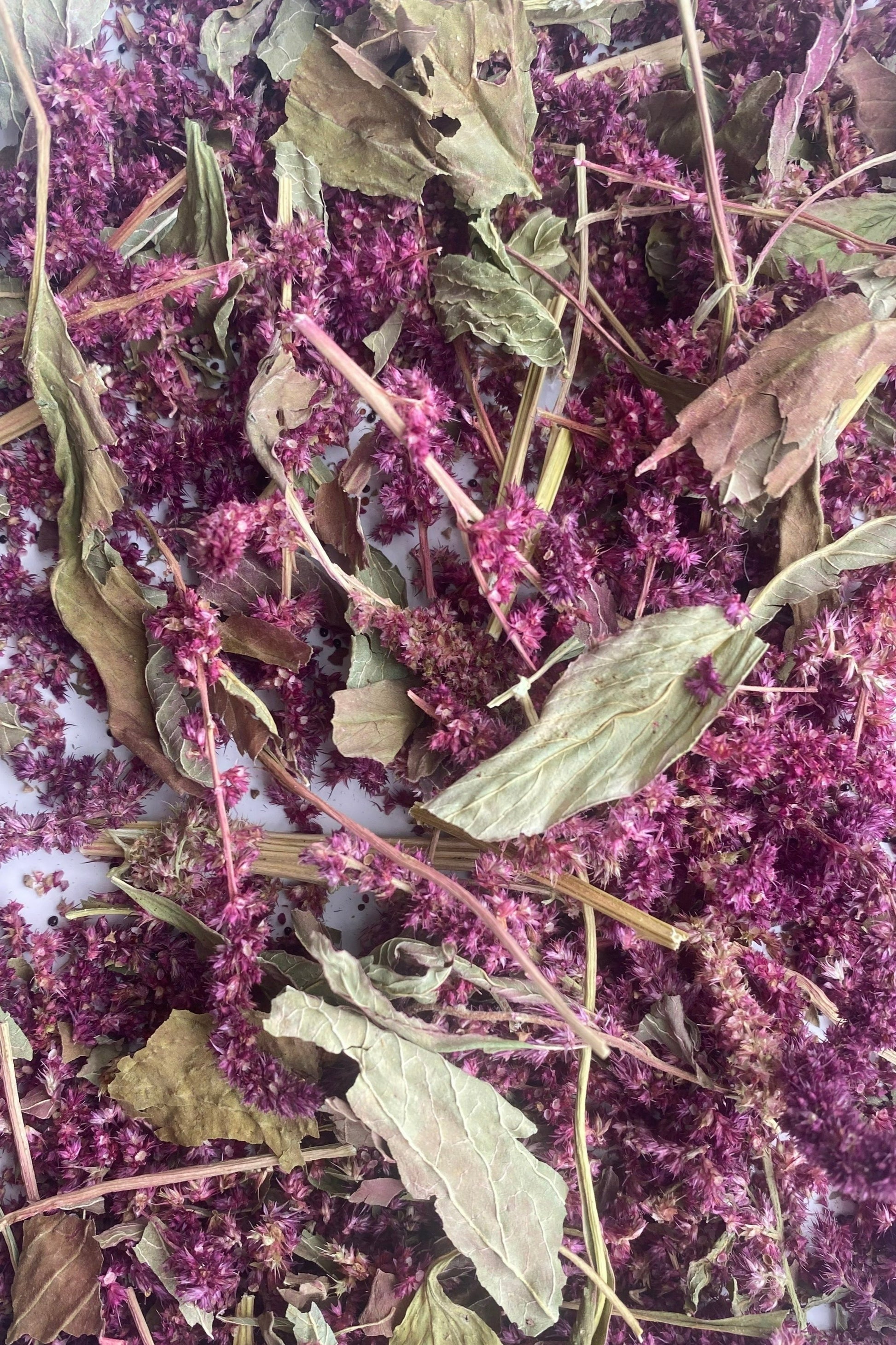 Premium Organic Amaranth Forage for hamsters, guinea pigs, rabbits. Natural foraging behaviour. Moony Paw