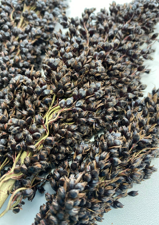 Black Sorghum Bunch, stems, sorghum spray hamster, organic, hamster, rodent enrichment, boredom breaker, healthy enrichment, cage decoration. Moony Paw